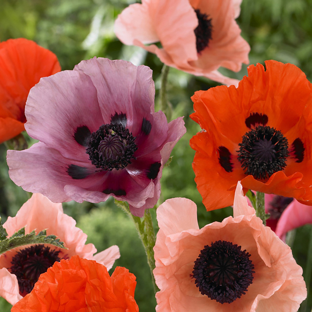 YouGarden Premium Oriental Poppy Collection Bare Root 3 Pack Image 1