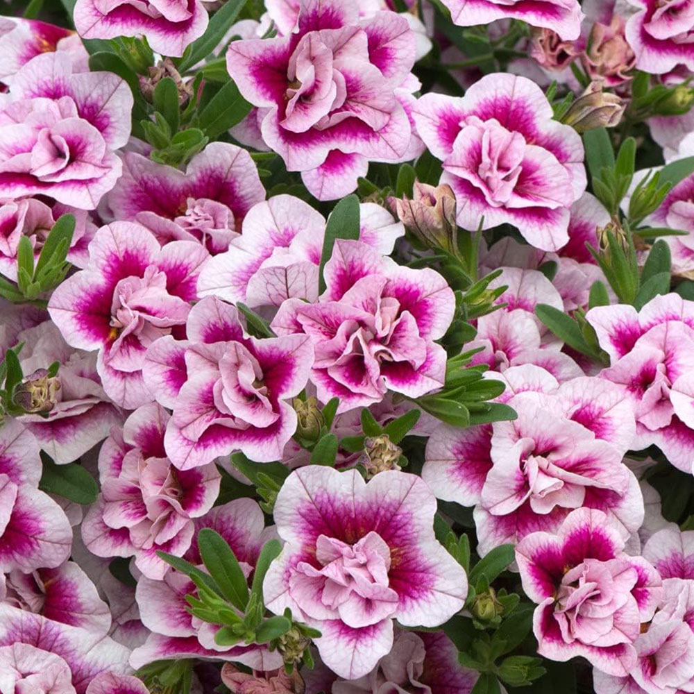 Thompson and Morgan Nurserymans Choice Petunia Postiplugs 100 Pack Image 2
