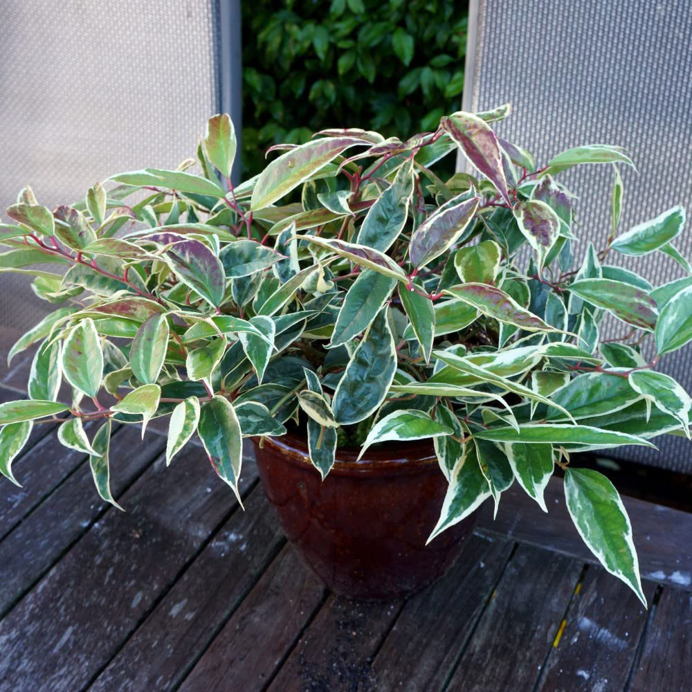 Thompson and Morgan Leucothoe Fontanesiana Whitewater Plant Pot 3.6L Image 3