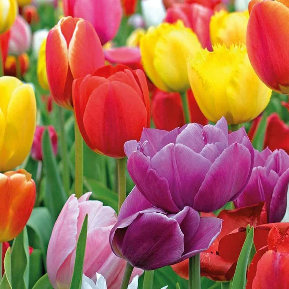Thompson and Morgan Tulip Majestic Mixed Planting Bulb 40 Pack Image 4