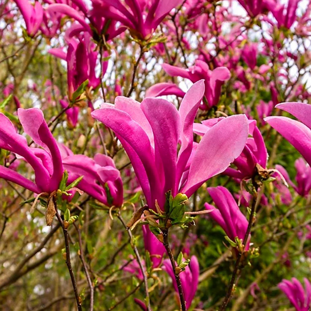 Thompson and Morgan Magnolia Trio Collection Plant 3 Pack Image 3