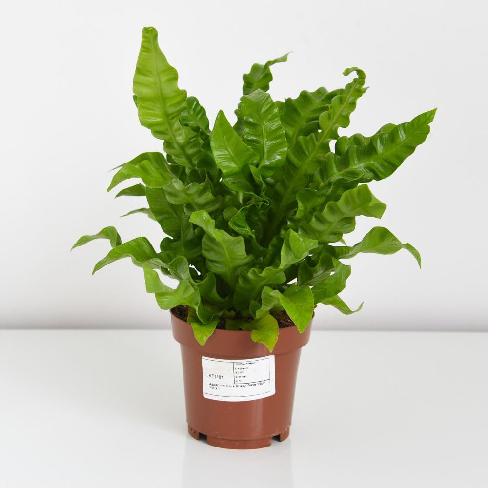 Thompson and Morgan Asplenium Nidus Crispy Wave Plant Pot 12cm 2 Pack Image 2