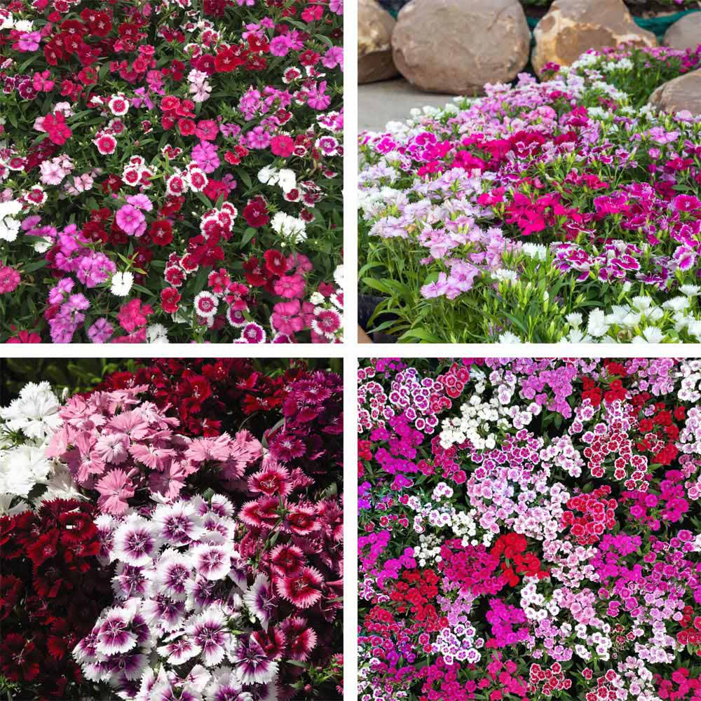 Thompson and Morgan Dianthus Pinks Festival Mixed Garden Ready Plant 30 Pack Image 1