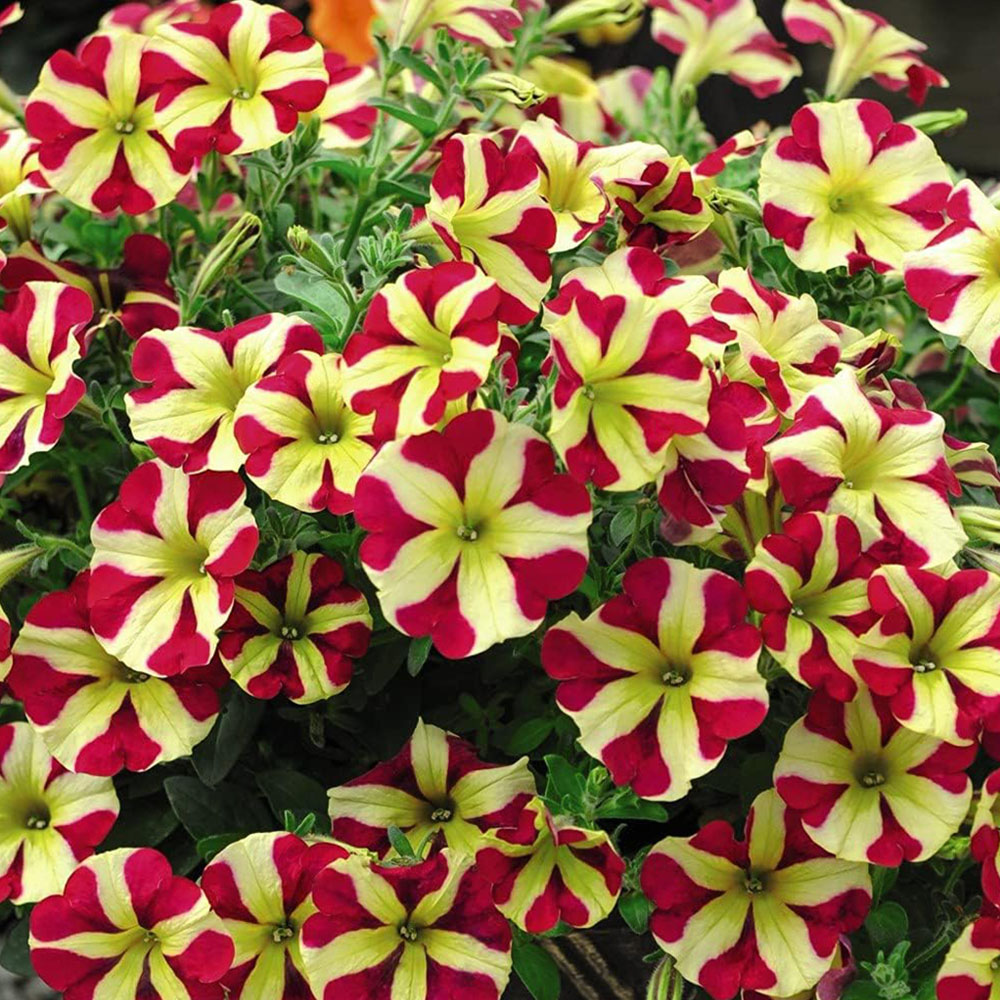 Thompson and Morgan Nurserymans Choice Petunia Postiplugs 10 Pack Image 5