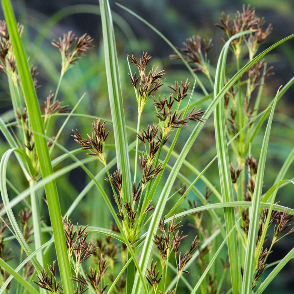 Thompson and Morgan Cyperus Longus Plant Pot 9cm 2 Pack Image 1