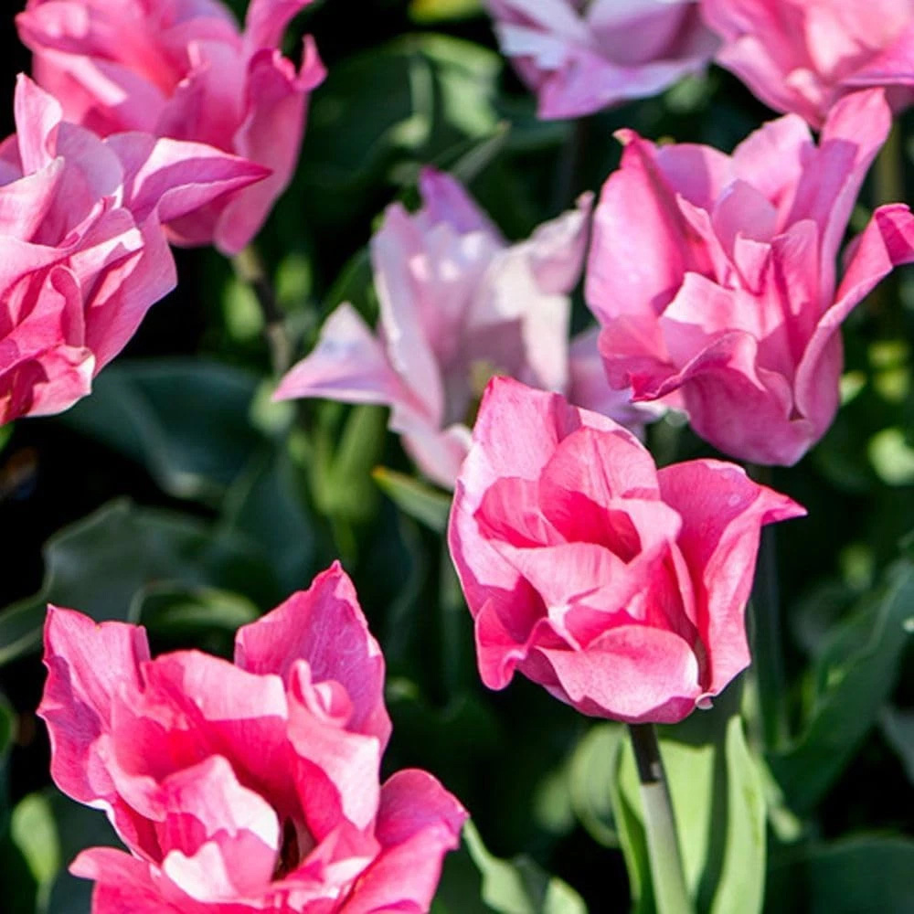Thompson and Morgan Tulip Miss Elegance Planting Bulb 16 Pack Image 5