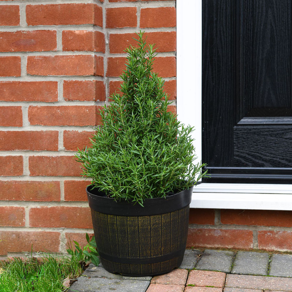 Thompson and Morgan Christmas Gift Rosemary Officinalis Real Christmas Tree Pot 15cm Image 5