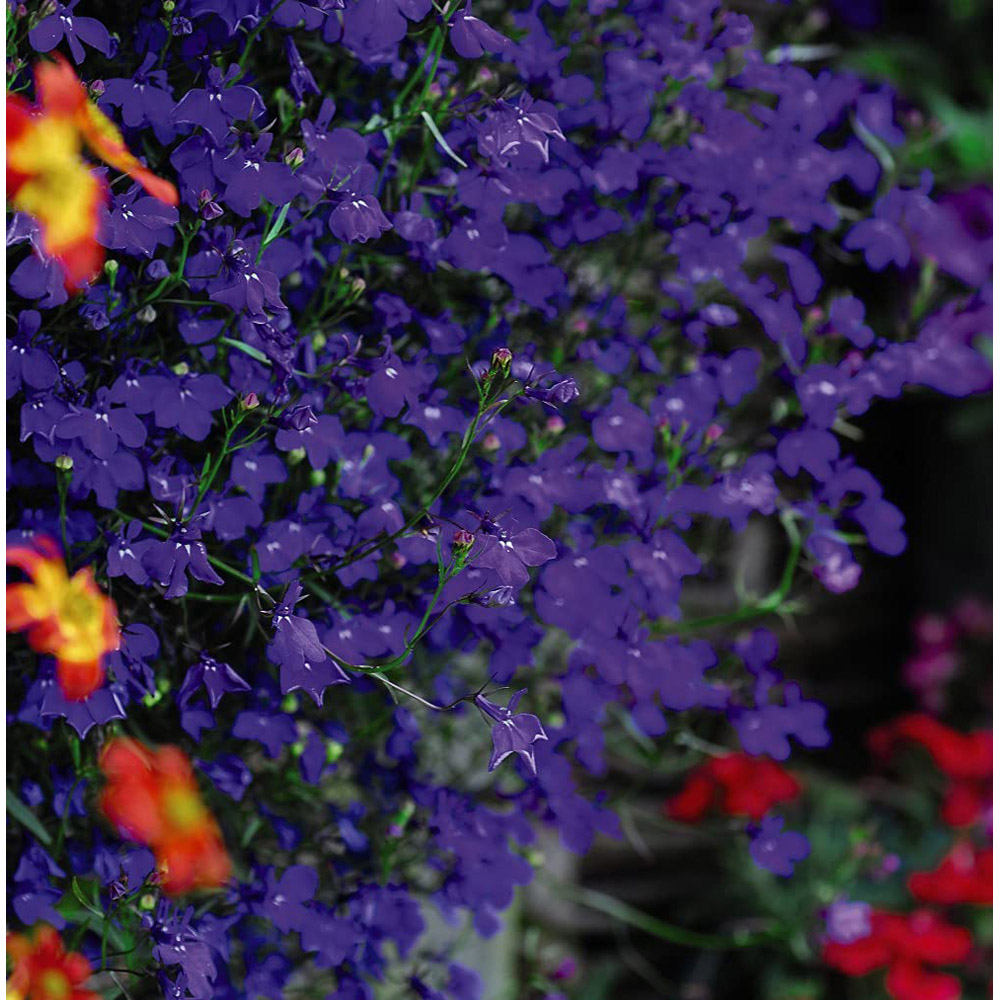 Thompson and Morgan Lobelia Monsoon Garden Ready Plant 15 Pack Image 3