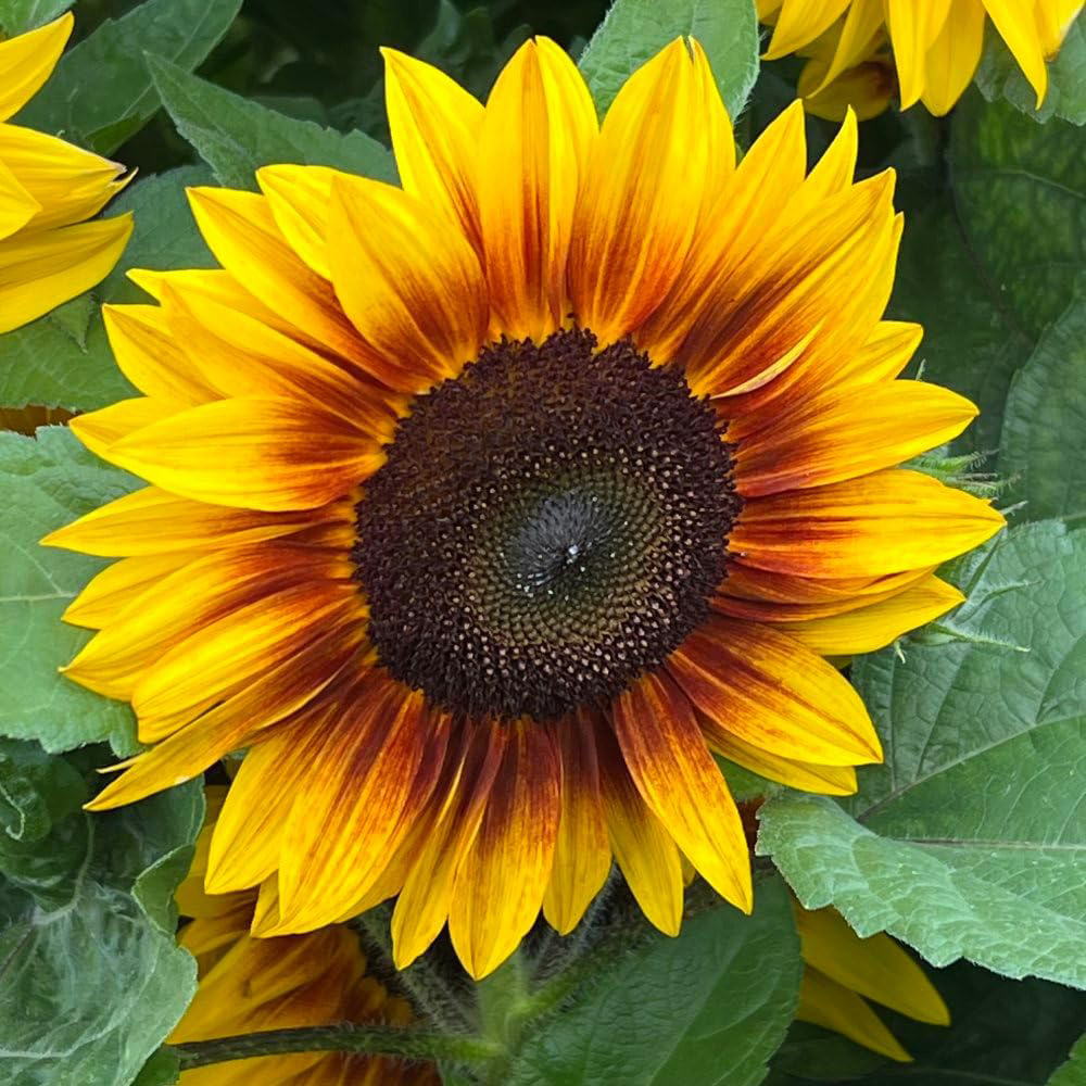 Thompson & Morgan Sunflower Orange Mahogany F1 10 Seeds Packet Image 1