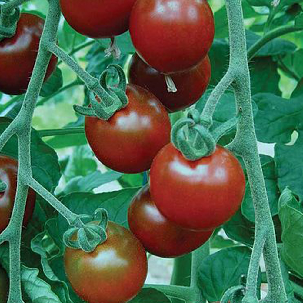 Thompson & Morgan Tomato Garnet Seed Packet Image 1