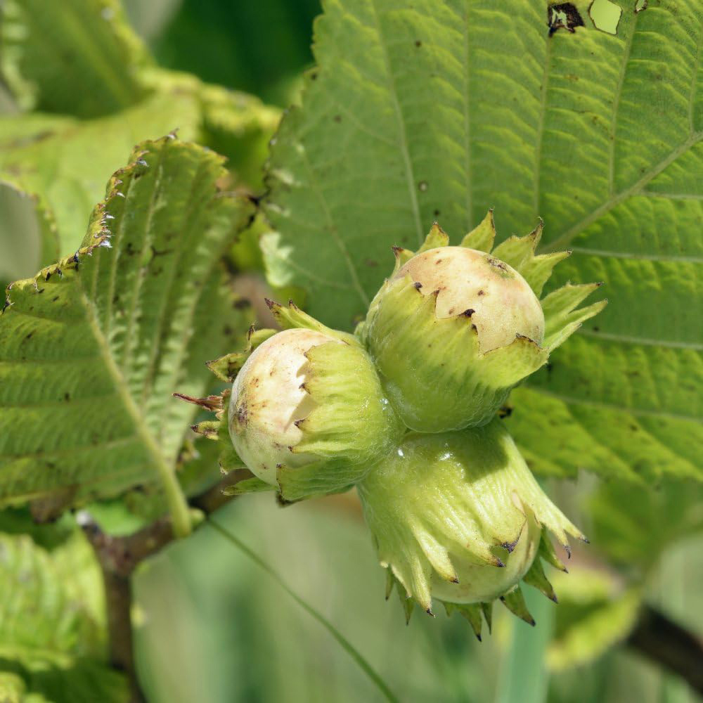 Thompson and Morgan Hedge Hazel Corylus Avellana Plant in Pot 3L Image 1