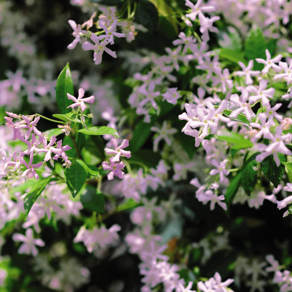 Thompson and Morgan Trachelospermum Asiaticum Pink Shower Potted Plant 9cm 2 Pack Image 2