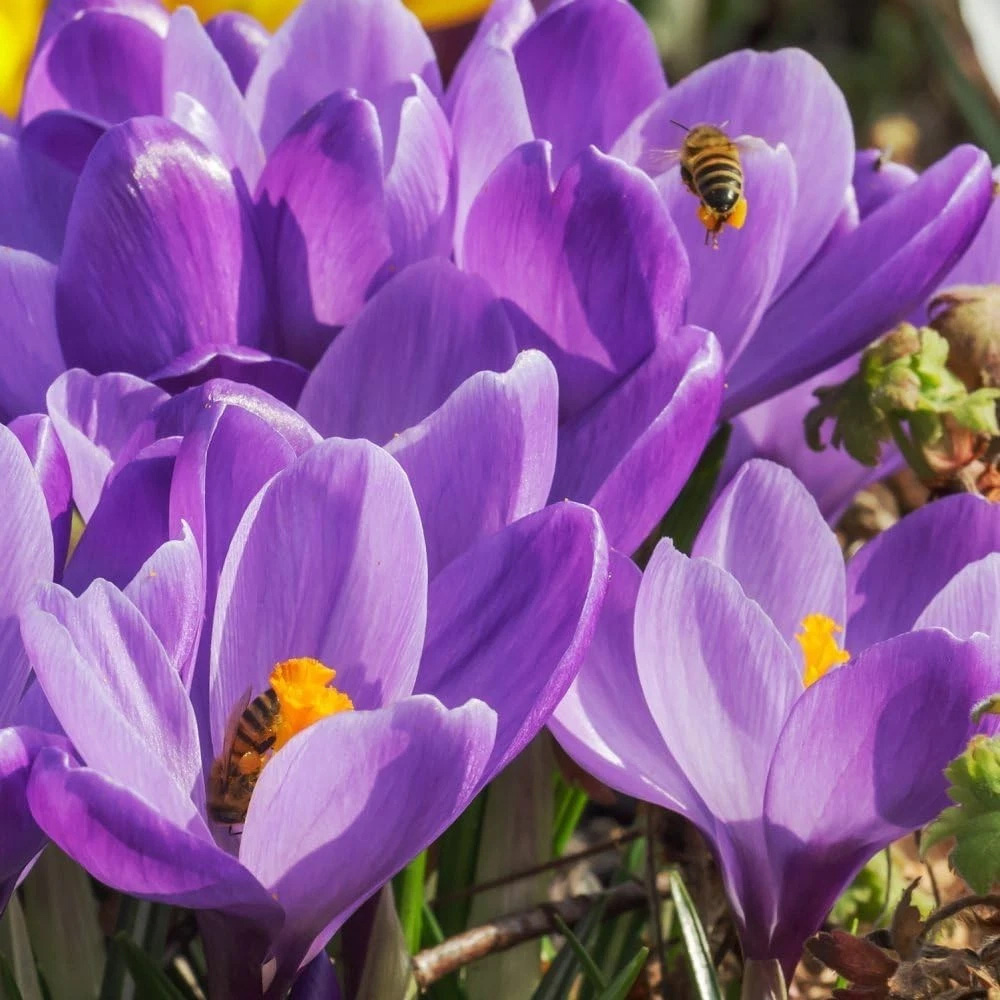 Thompson and Morgan Crocus Dutch Purple Planting Bulb 40 Pack Image 1