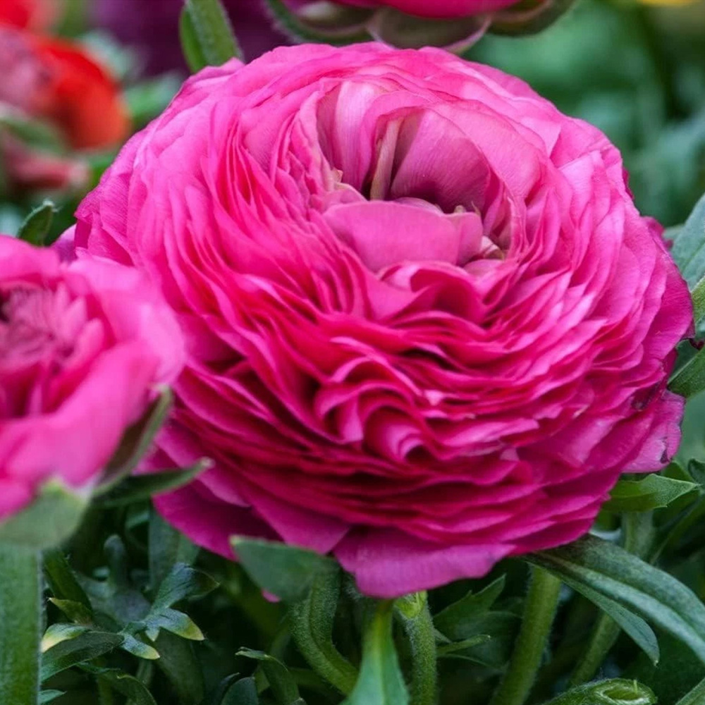 Thompson and Morgan Ranunculus Pink Autumn Planting Bulb 8 Pack Image 1