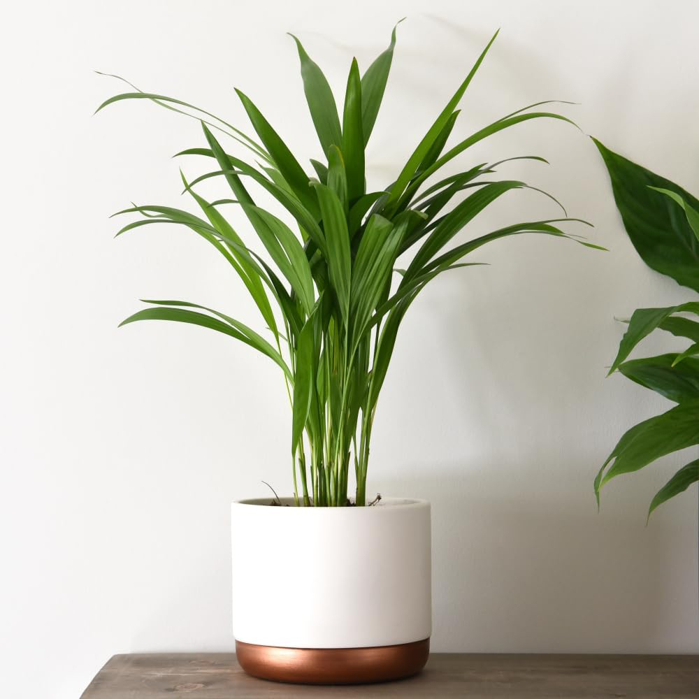 Thompson and Morgan Areca Dypsis Golden Cane Palm Plant Pot 12cm 4 Pack Image 1