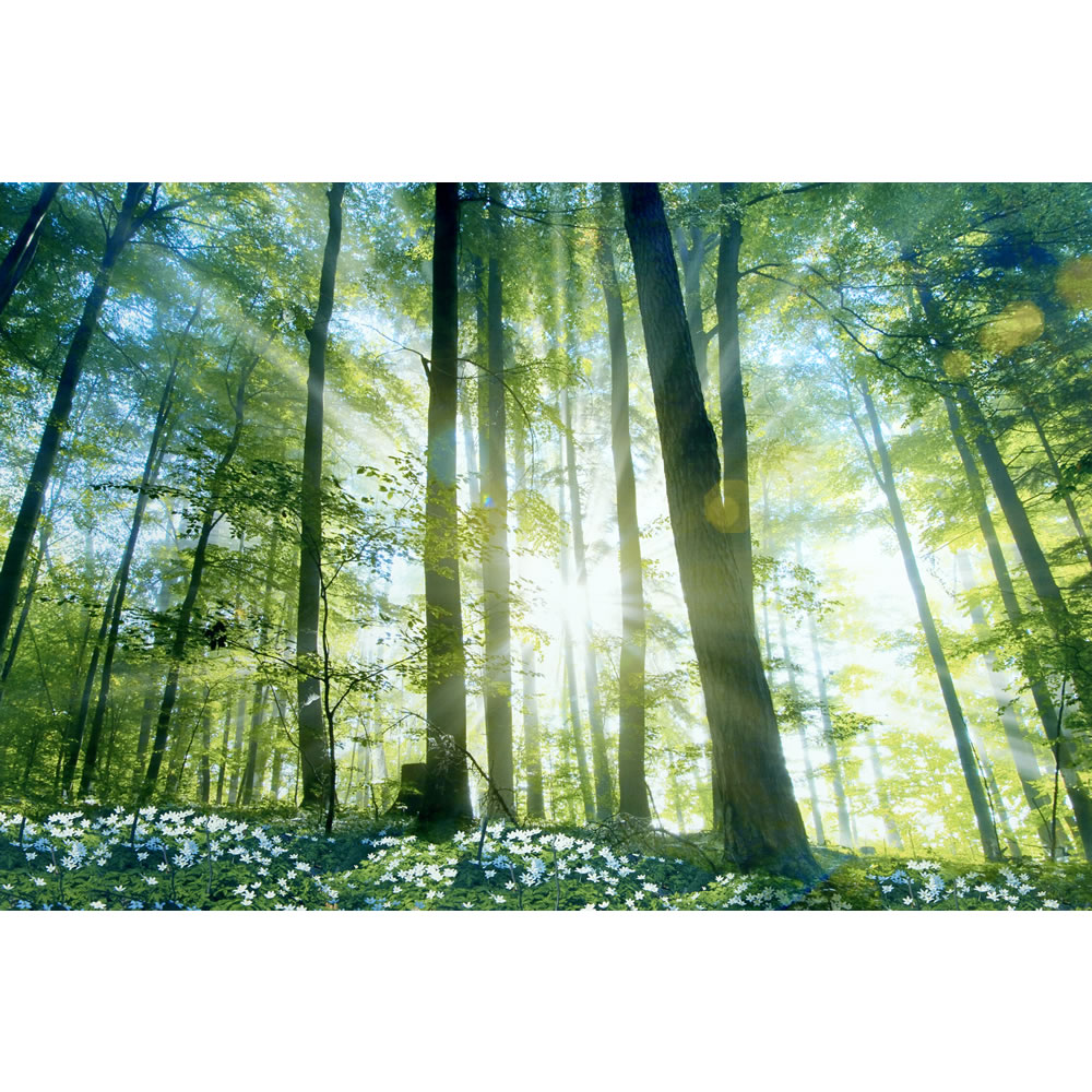 Wilko Green Forest Canvas Image