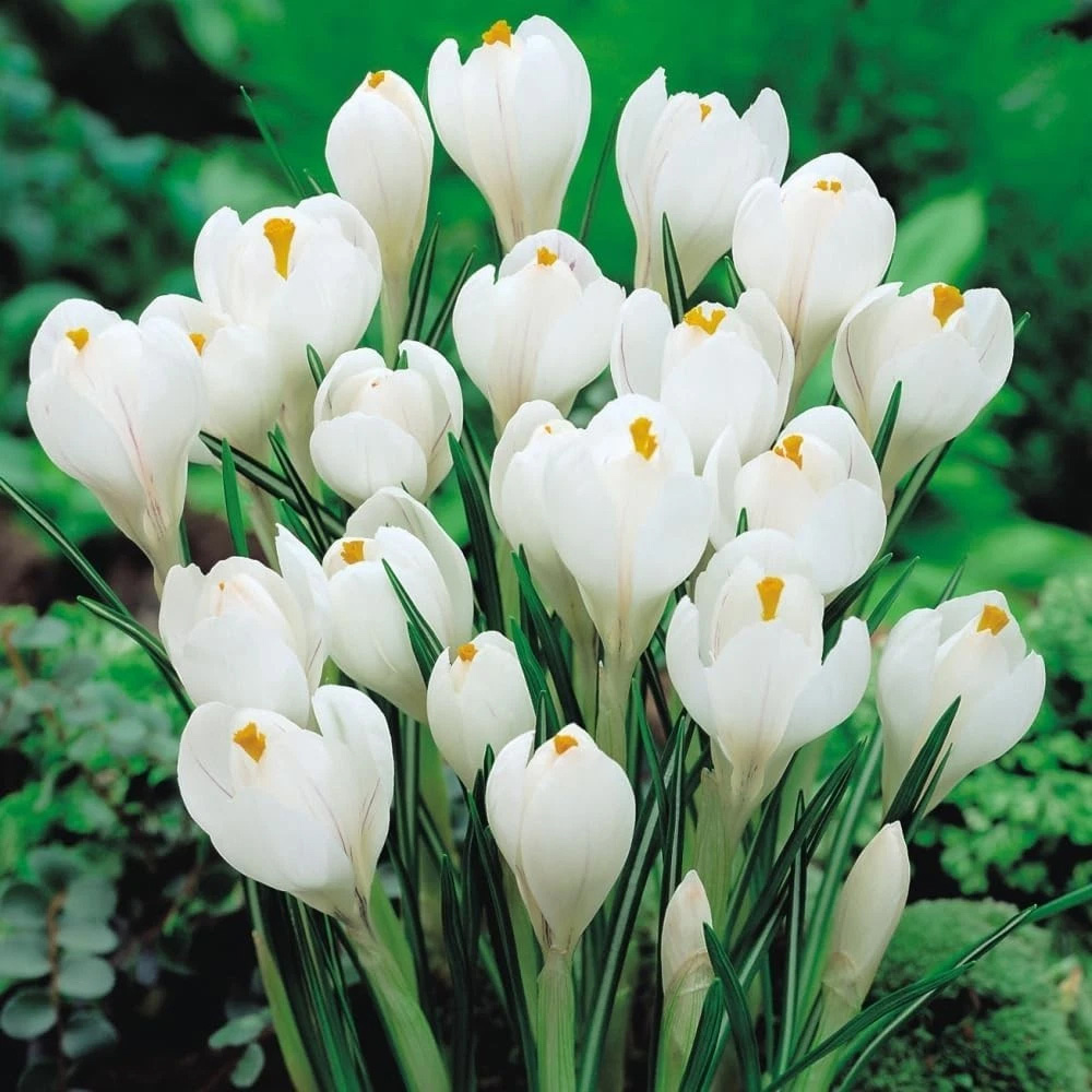 Thompson and Morgan Crocus Dutch White Planting Bulb 80 Pack Image 2