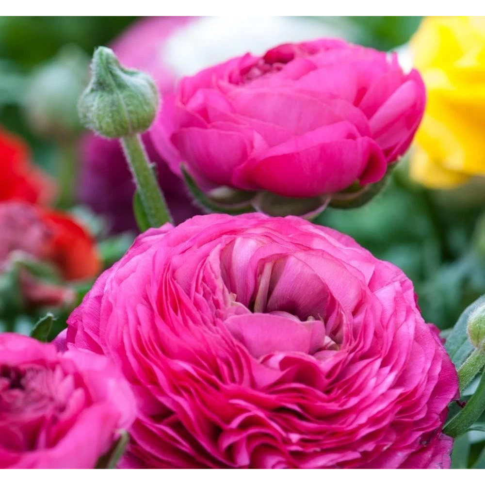 Thompson and Morgan Ranunculus Pink Autumn Planting Bulb 16 Pack Image 2