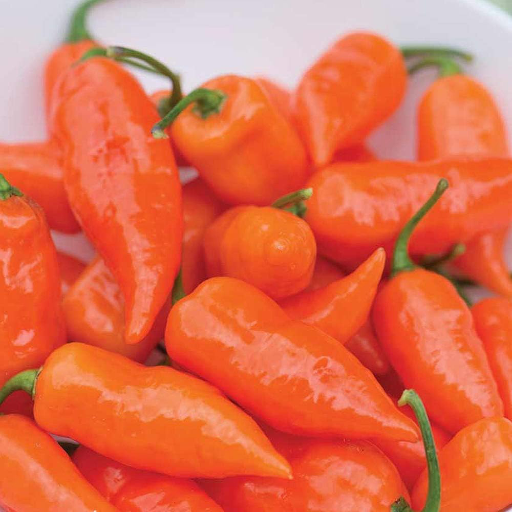 Thompson & Morgan Chilli Pepper Habanada 5 Seeds Packet Image 1