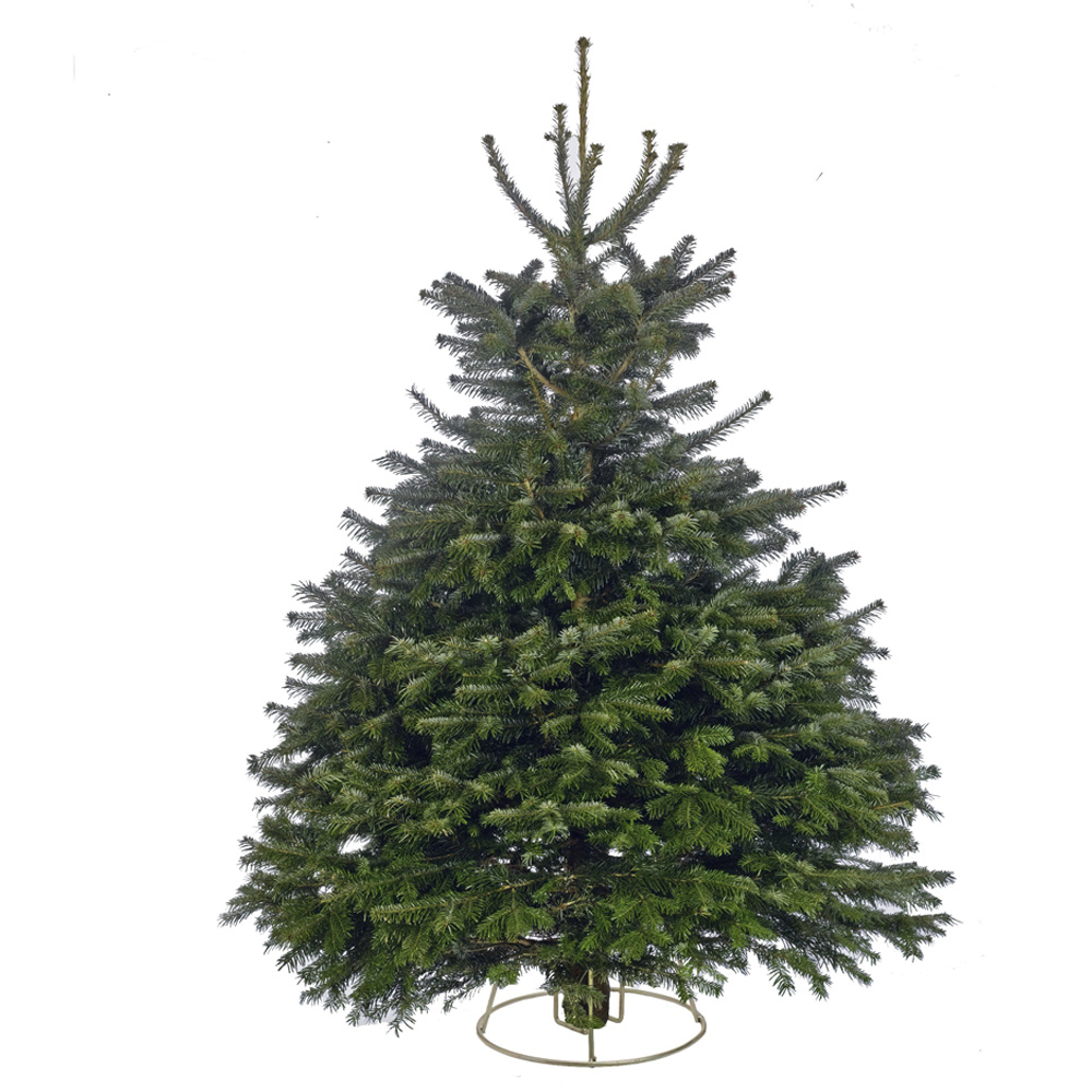 Nordman Fir Real Cut Christmas Tree 7-8ft Image 1