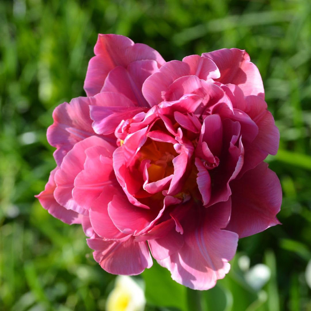 Thompson and Morgan Tulip Double Flag Bulbs 16 Pack Image 1