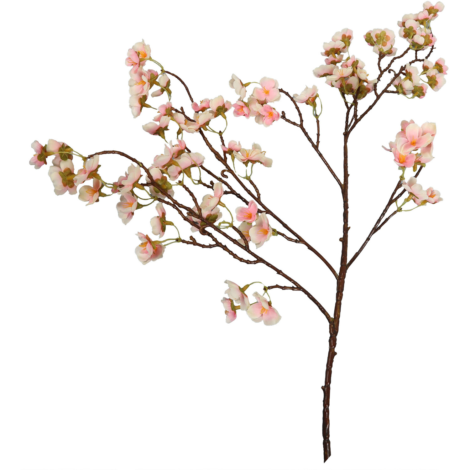 Cherry Blossom Image 1