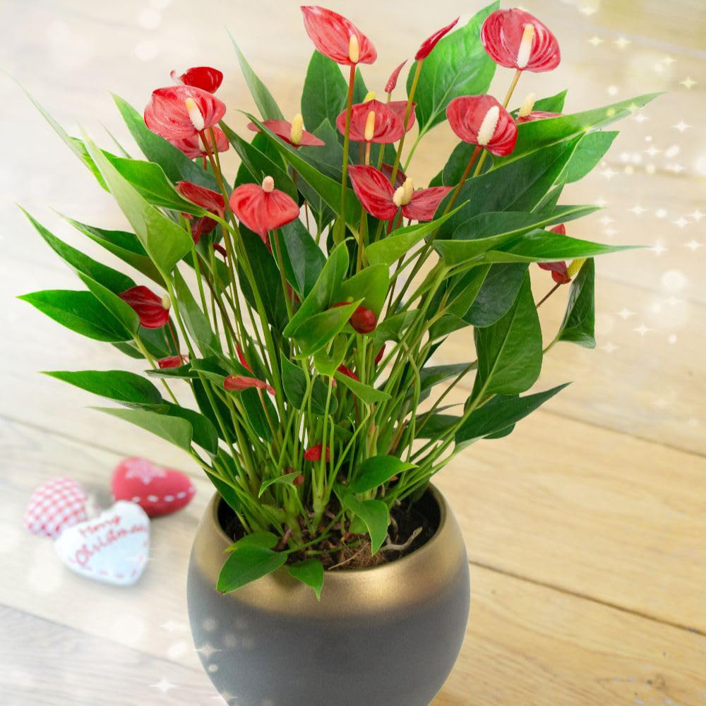 Thompson and Morgan Anthurium Million Flower in Ceramic Plant Pot 18cm 2 Pack Image 4