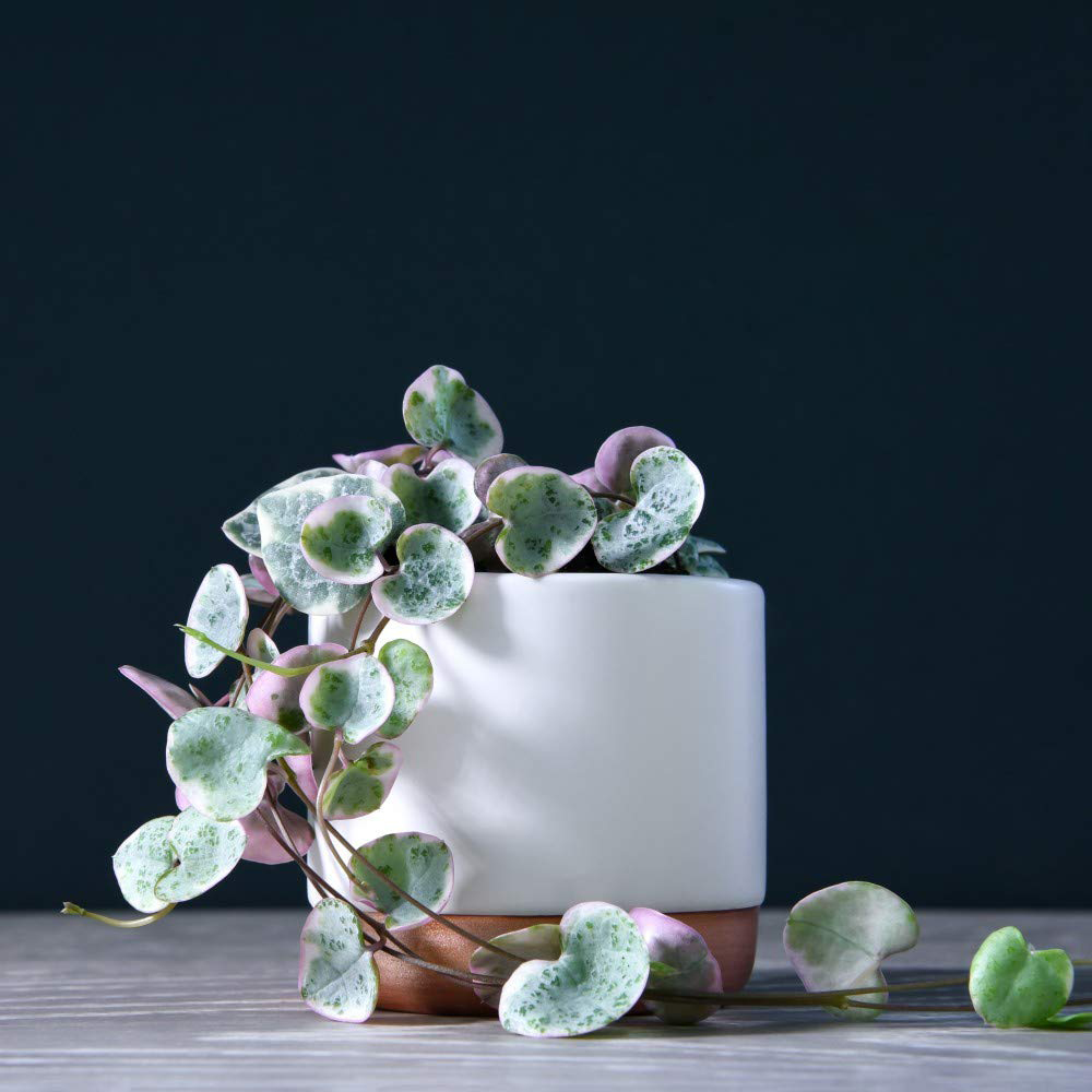 Thompson & Morgan String of Hearts Varigated Plant Pot 8cm 2 Pack Image 1