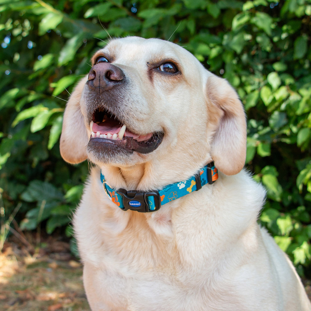 Soho Paws and Bone Design Dog Collar Image 2