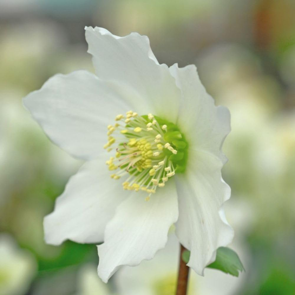 Thompson and Morgan Helleborus Niger Plant Pot 9cm Image 2