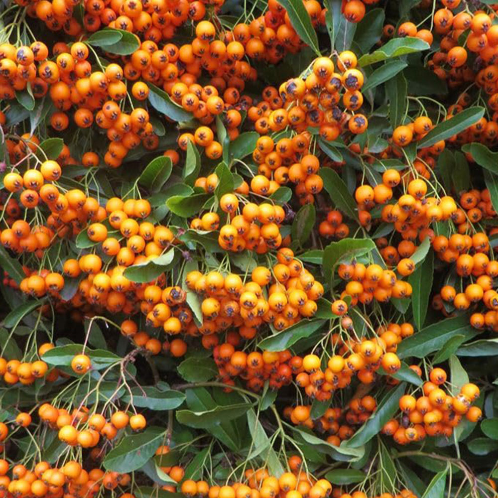 Thompson and Morgan Pyracantha Firelight Plant Pot 9cm 3 Pack Image 1