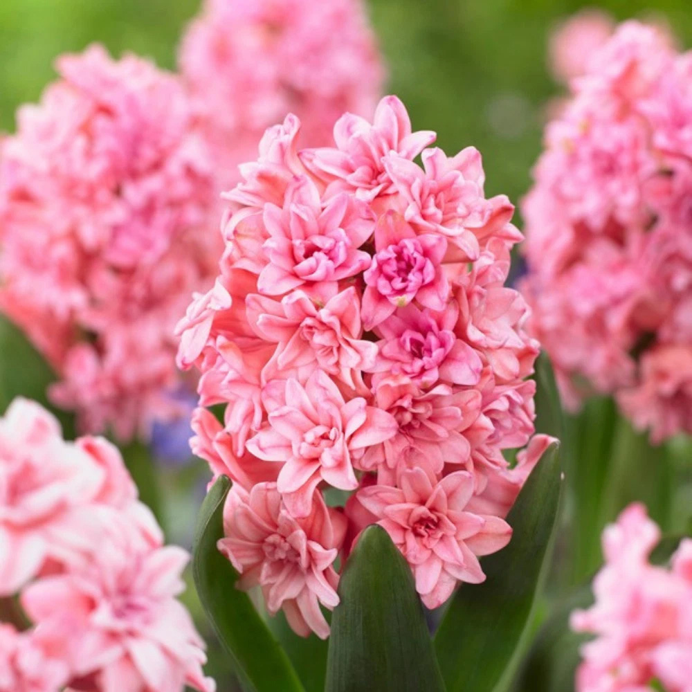 Thompson and Morgan Hyacinth Spring Beauty Pink Planting Bulb 5 Pack Image 3