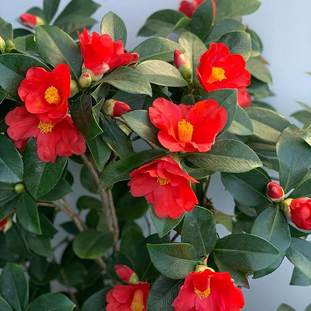Thompson and Morgan Camellia Changii 1001 Summer Nights Jasmine Plant Pot 3L Image 1