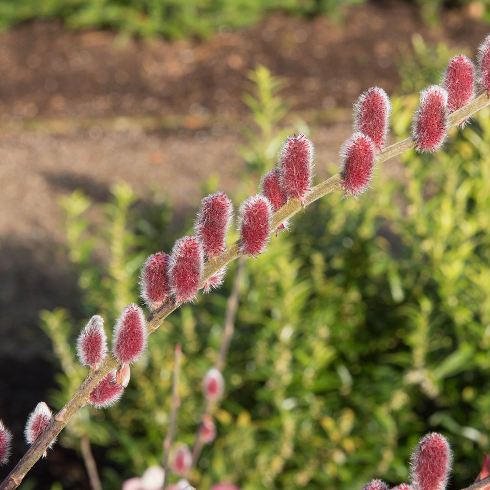 YouGarden Standard Pink Pussy Willow Salix Mount Aso Plant Pot 75cm Image 3