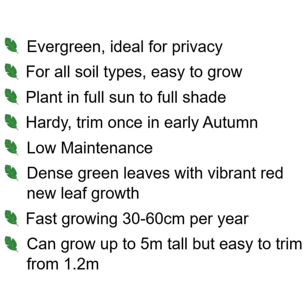 Inspirational Gifting Photinia Evergreen Bare Root Hedge Plant 30-60cm 5 Pack Image 8