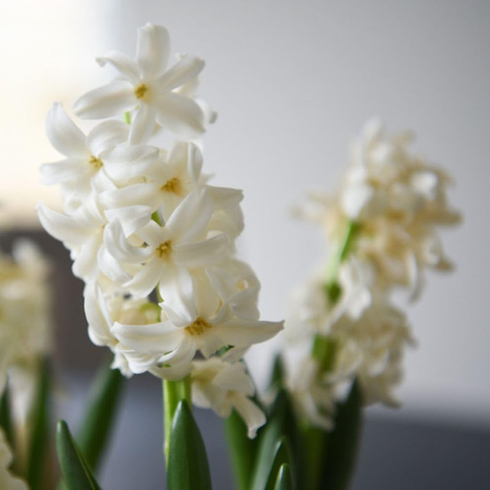 Thompson and Morgan Christmas Gift Hyacinth White Pearl 5 Planting Bulb in Pot Image 6