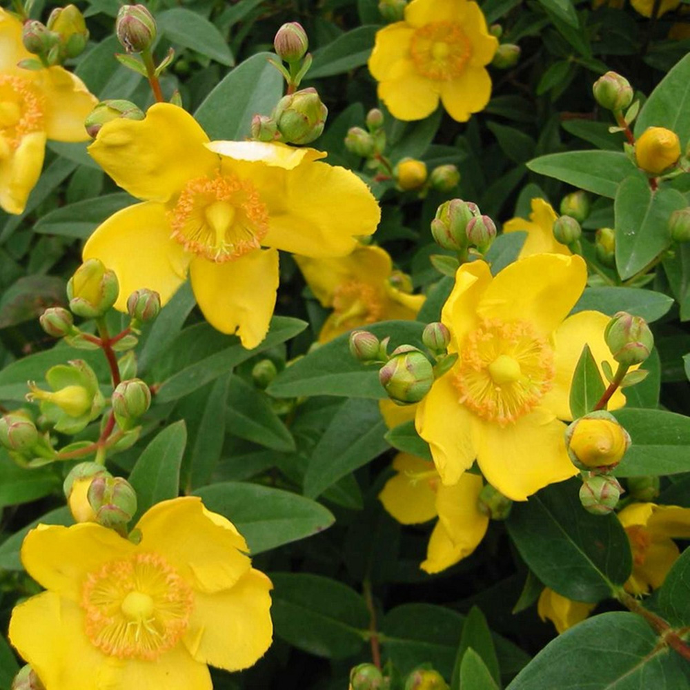 Inspirational Gifting Hypericum Bare Root Hedge Plant Sapling 30-60cm 20 Pack Image 2