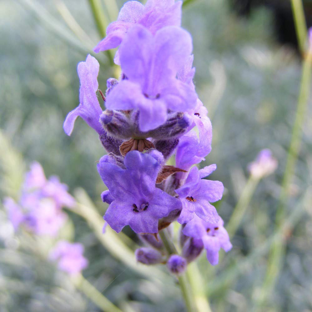 Thompson and Morgan Lavender Munstead Jumbo Plant Plug 6 Pack Image 3