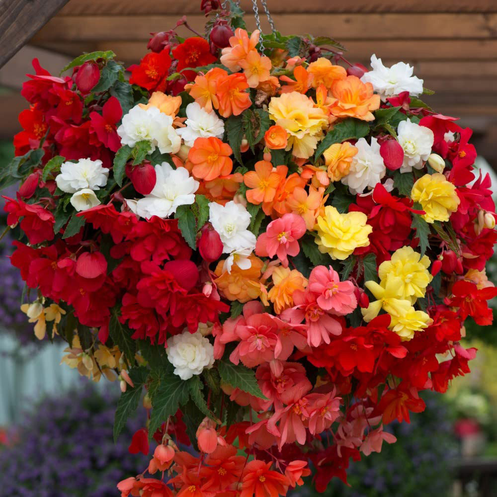 Thompson and Morgan Begonia Illumination Mix Preplanted Hanging Basket 25cm 2 Pack Image 3