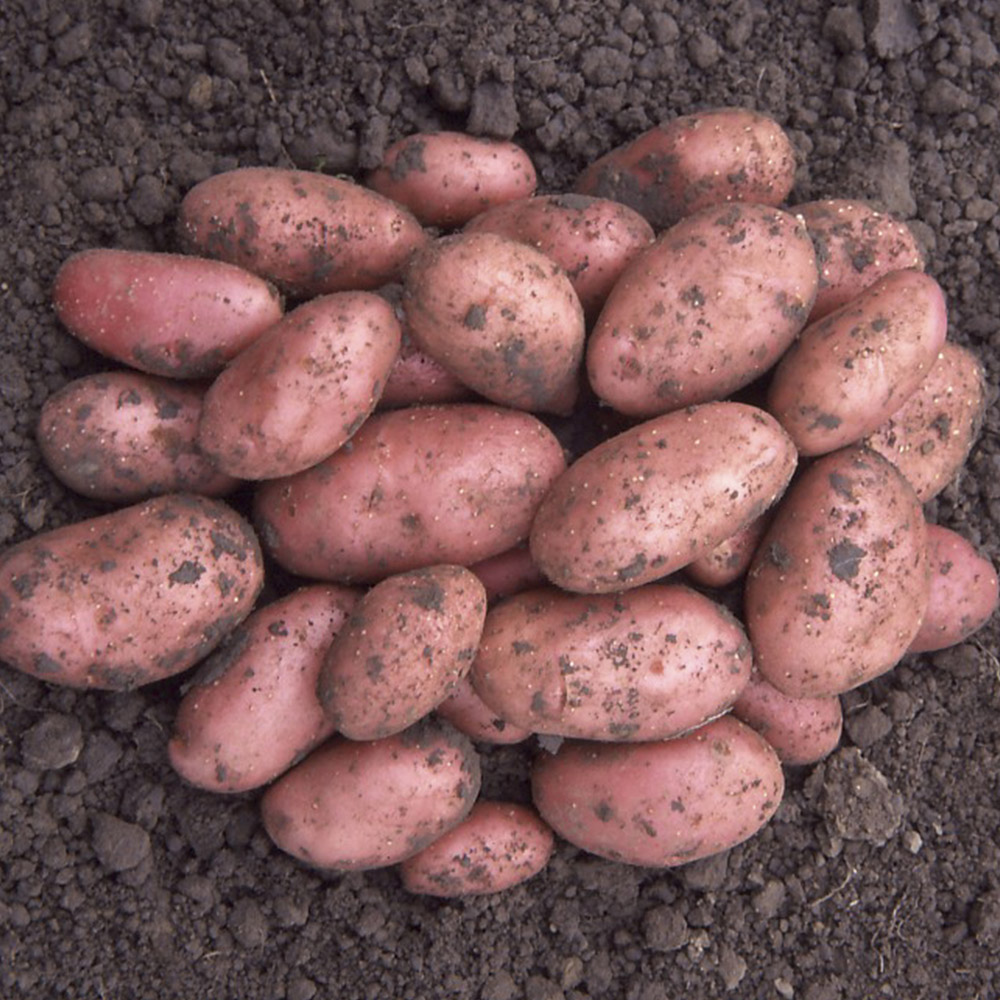 wilko Desiree Seed Potato Tubers Maincrop 2.5kg Image 1