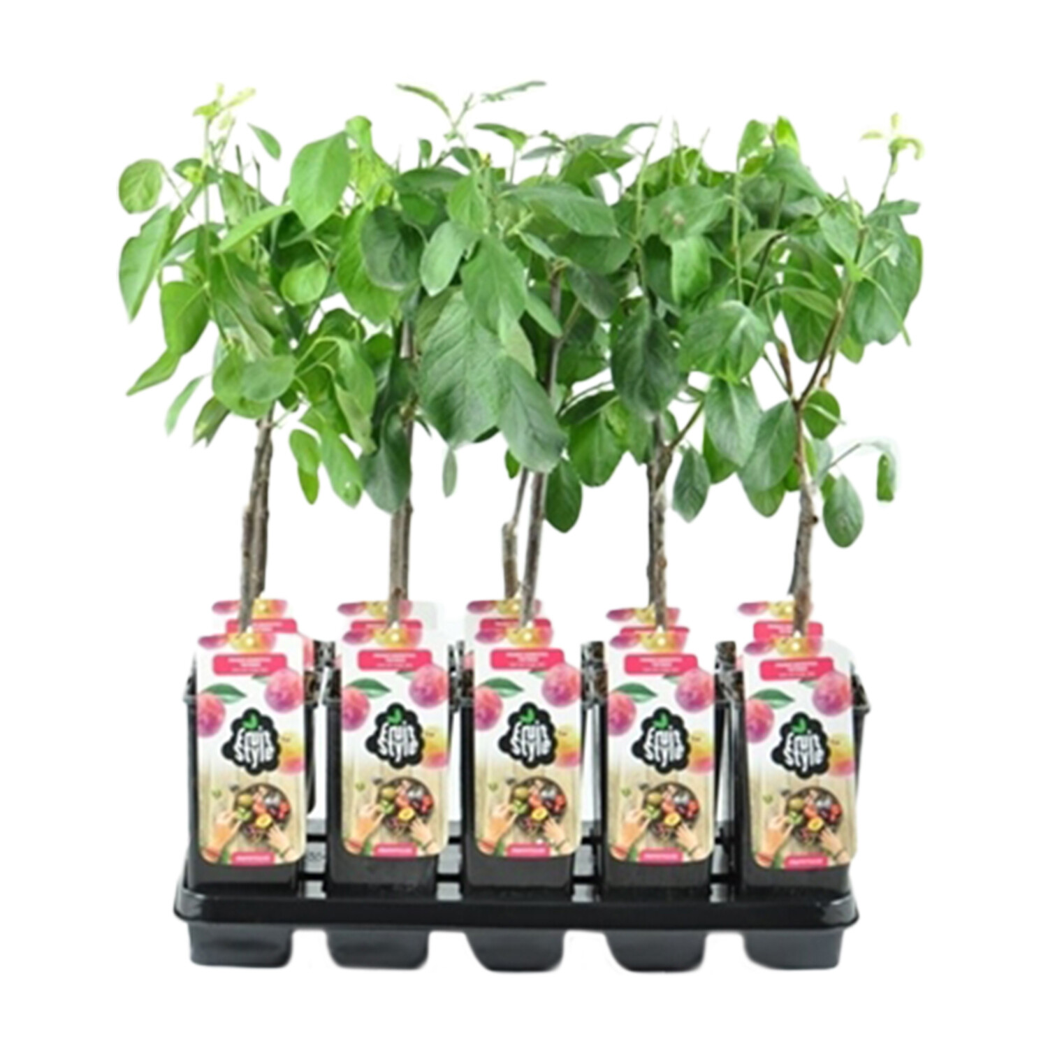 Prunus domestica Plum Tree - Victoria Image