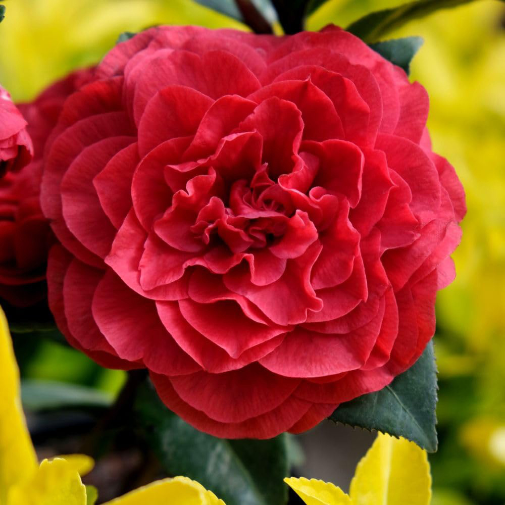 Thompson and Morgan Camellia Japonica Femme Fatale Plant Pot 15cm 2 Pack Image 4