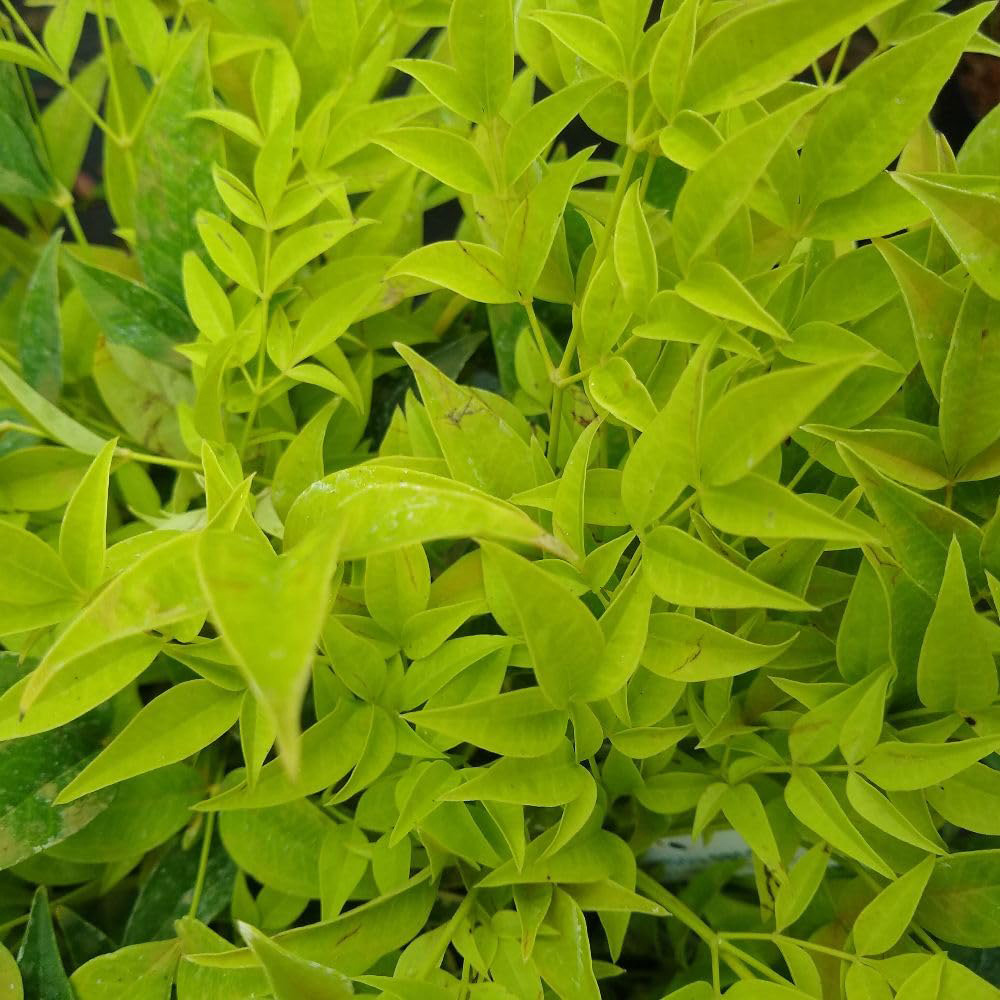 Thompson and Morgan Nandina domestica Magical Lemon and Lime Plant Pot 9cm 3 Pack Image 2