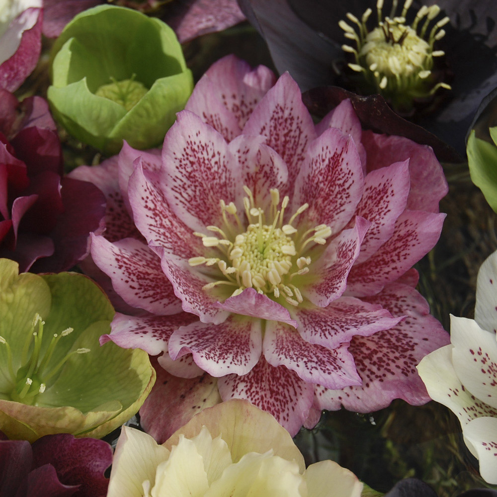 YouGarden Hellebore Double Queen Mix Plug Plant 12 Pack Image 1