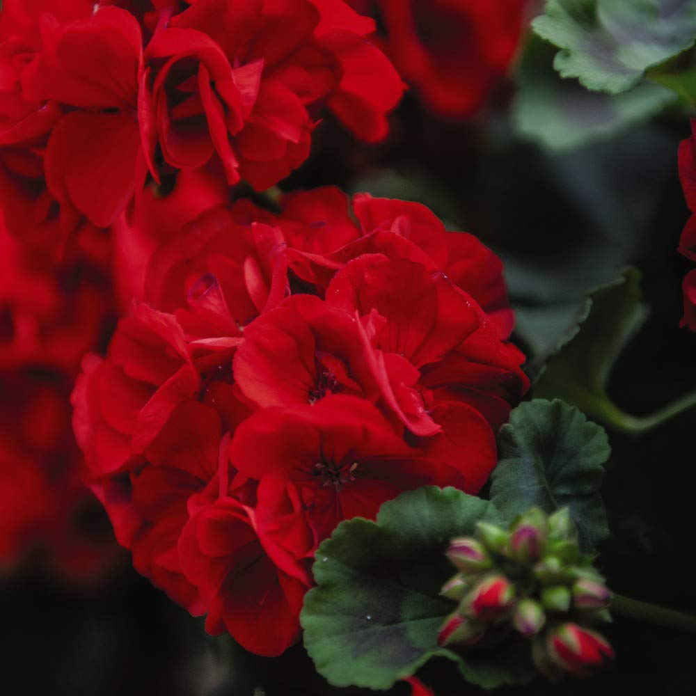 Thompson and Morgan Geranium Best Red Plant Plug 12 Pack Image 1