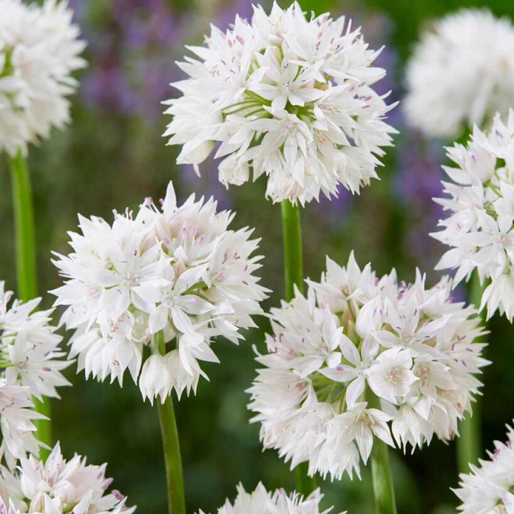 YouGarden Allium Graceful Beauty Planting Bulb 50 Pack Image 2