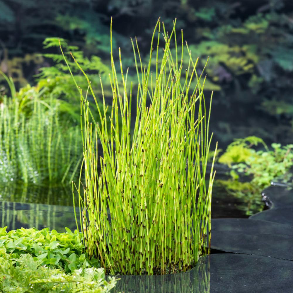 Thompson and Morgan Equisetum Fluviatile Plant Pot 9cm Image 2