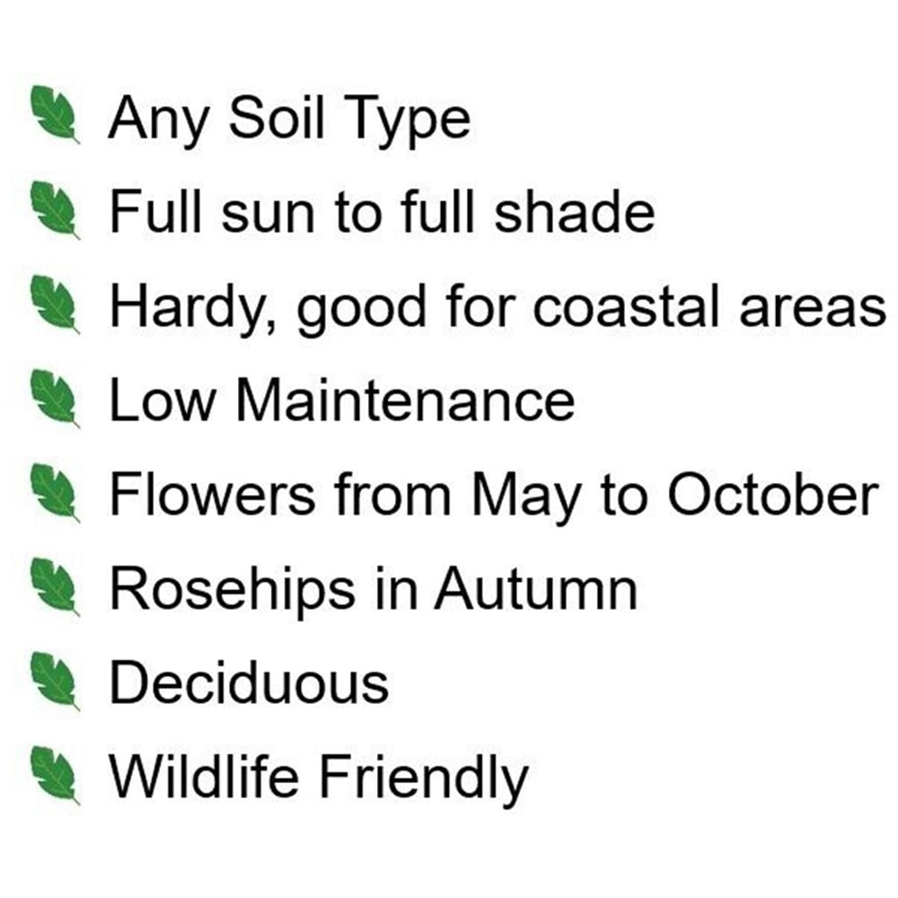 Inspirational Gifting White Hedging Rose Bare Root Hedge Plant Saplings 1-2ft 10 Pack Image 5