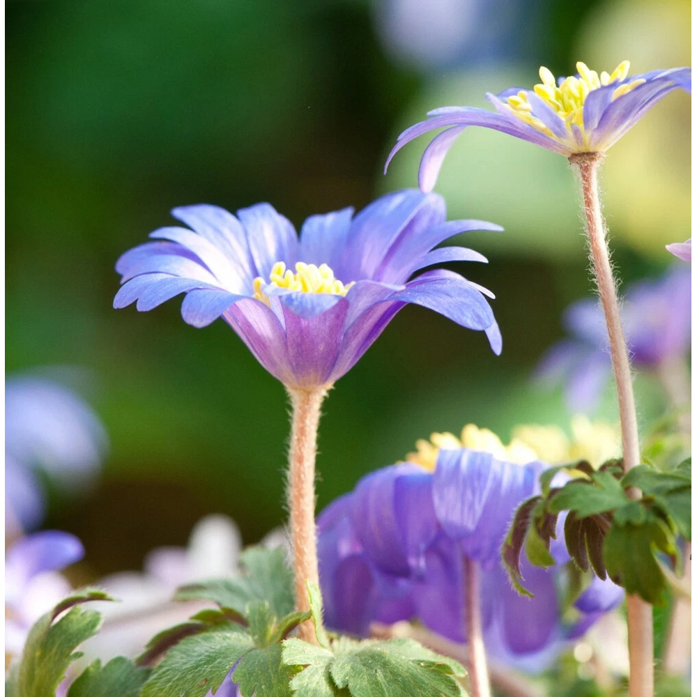 Thompson and Morgan Anemone Blanda Mixed Planting Bulb 40 Pack Image 5
