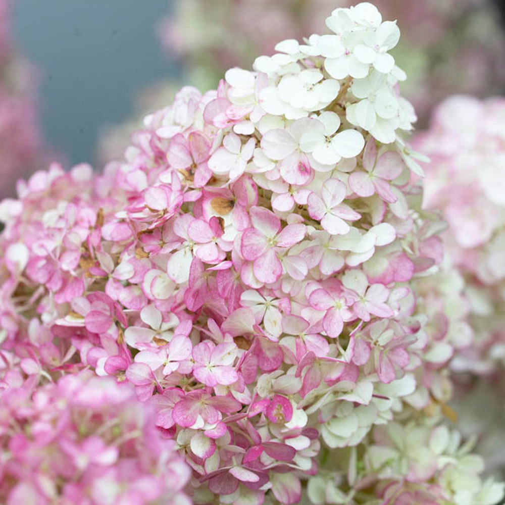 YouGarden Hydrangea Paniculata Collection Plant Pot 3 Pack Image 3